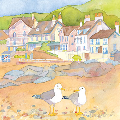 Sidmouth Seagulls-0