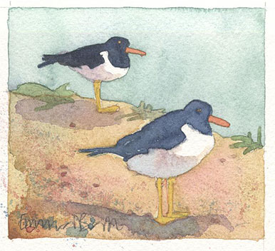 Oystercatchers Limited Edition Print-0