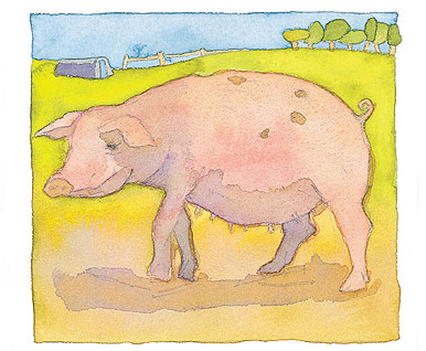 Pig Limited Edition Print-0