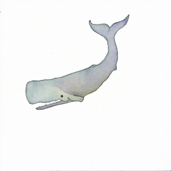 LBPS232 Sperm Whale