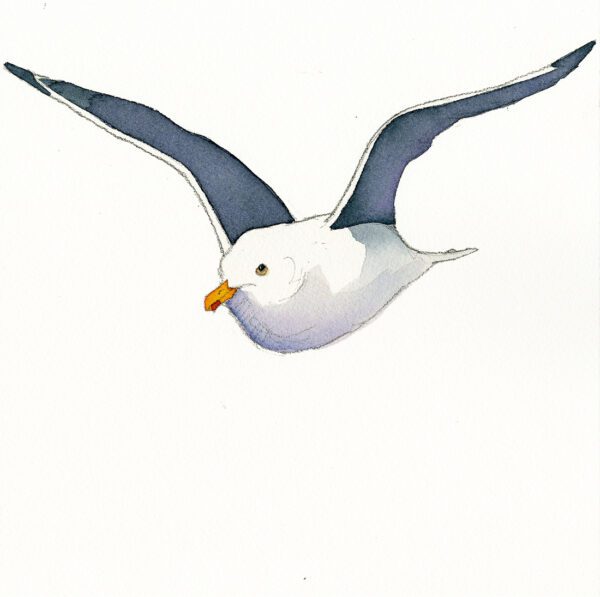 LBPS252 Seagull Gliding